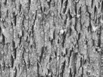 bark texture (ID:ffagg56122)