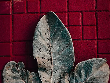 leaves texture (ID:ffagg49833)