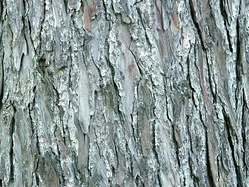 bark 3d model