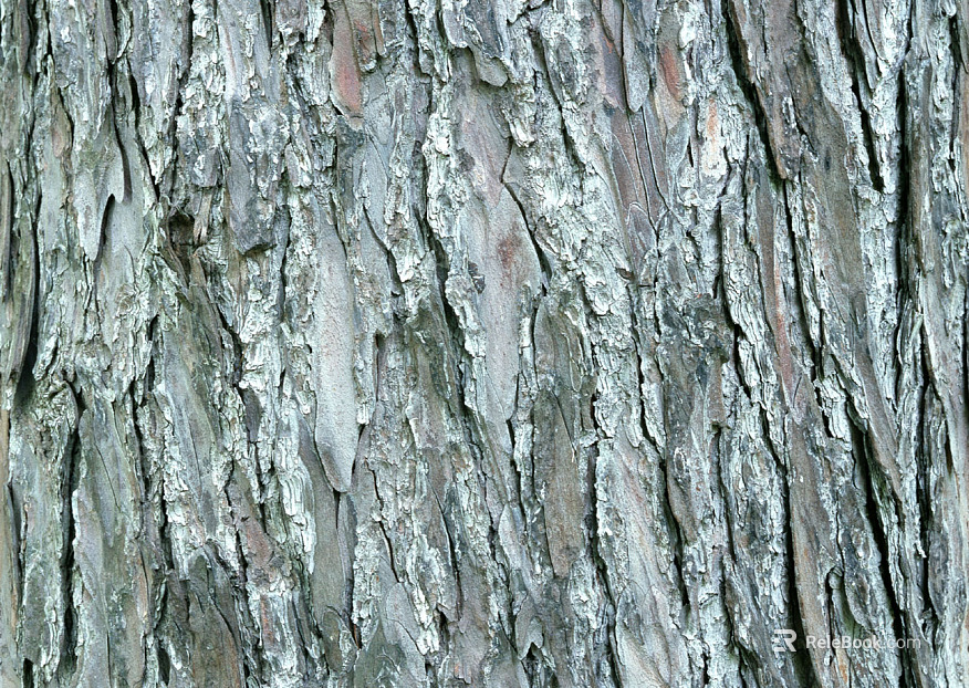 bark texture