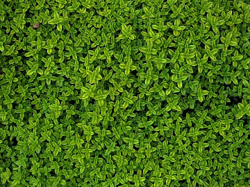 Plants texture (ID:ffaeg32511)