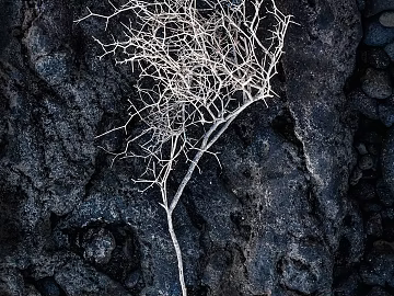 Branch texture (ID:ffabg37389)