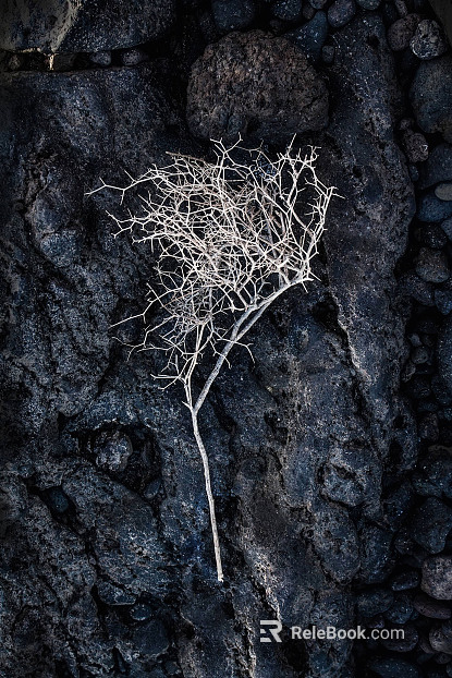Branch texture