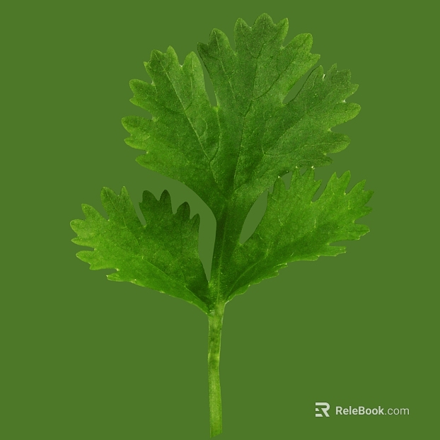 leaf texture