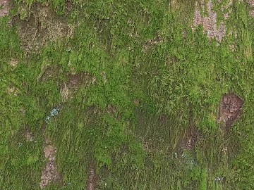 moss texture (ID:ffaag53082)