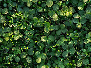Grassland texture (ID:ffach106046)