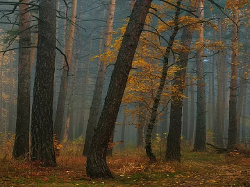 Forest scene in autumn fog texture (ID:ffaeh299489)