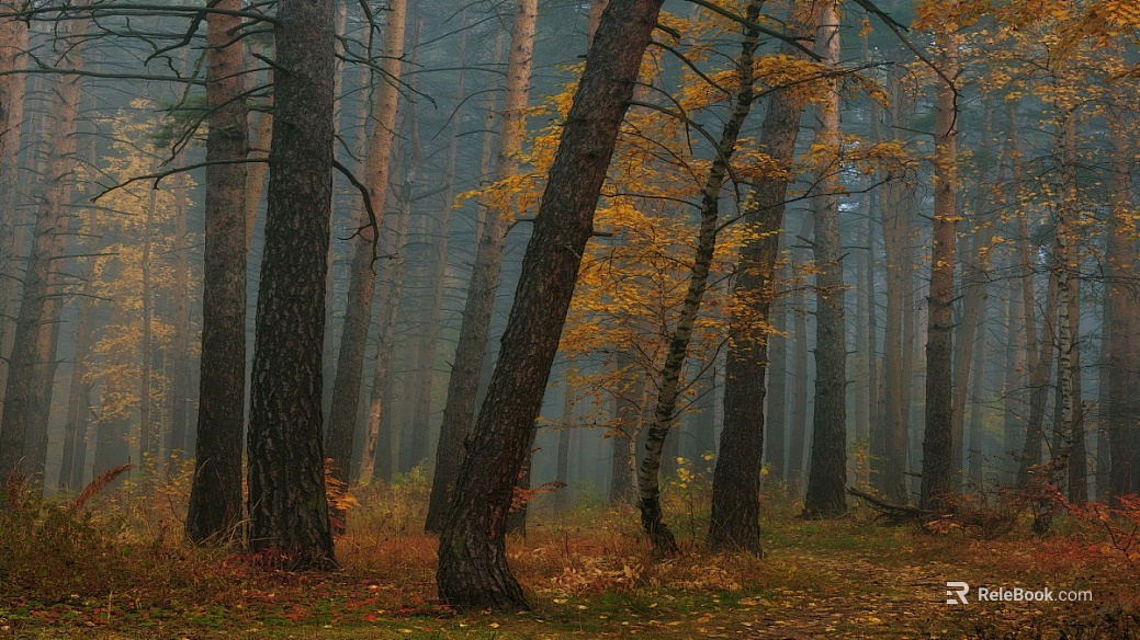 Forest scene in autumn fog texture