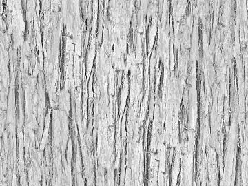 bark texture (ID:ffaff3656)