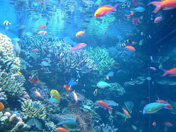Fish tank texture (ID:ffajg14269)