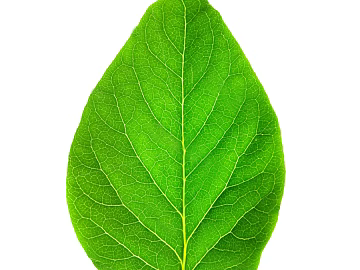 leaves texture (ID:ffaag49956)