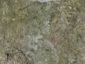 bark texture (ID:ffaag62216)