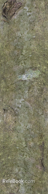 bark texture