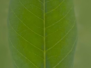 leaves texture (ID:ffhie380)