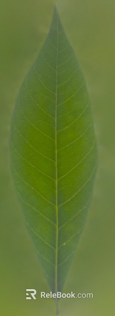 leaves texture
