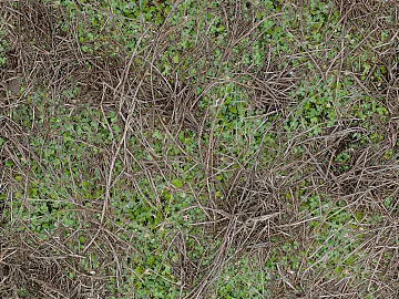 Dead weed skin courtyard ground texture (ID:ffaeh694886)