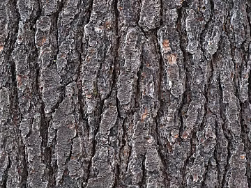 Dark Grey Bark Natural Decoration Map texture (ID:ffaeh089289)