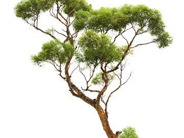 Plants texture (ID:ffagg57332)