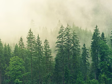 Forest 3d model