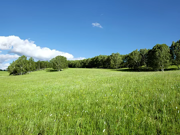 Wild Scenery texture (ID:ffach796441)