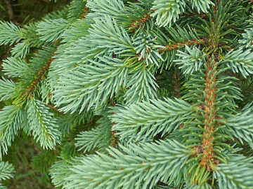 leaves texture (ID:ffabg27153)