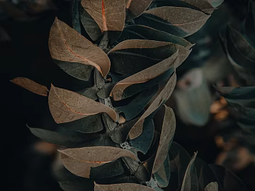 Plants texture (ID:ffabg26907)