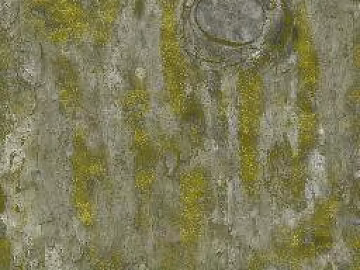 Gray yellow green bark natural decorative surface texture (ID:ffaeh753689)