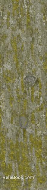 Gray yellow green bark natural decorative surface texture