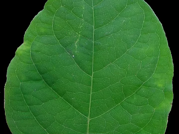 leaves texture (ID:ffaif9939)