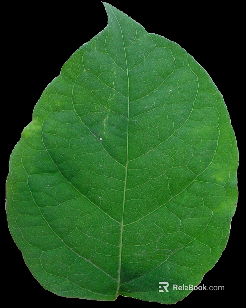 leaves texture