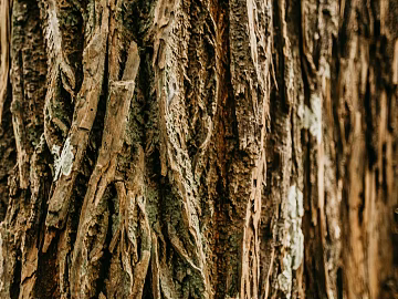 bark texture (ID:ffagg54308)
