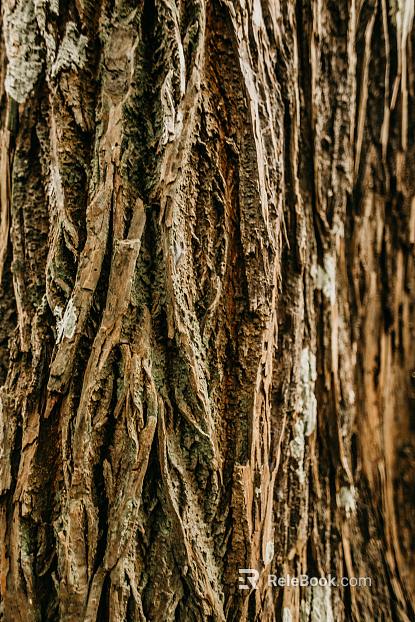 bark texture