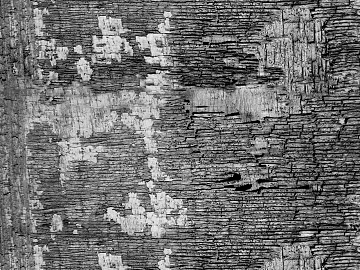 bark texture (ID:ffacg42031)