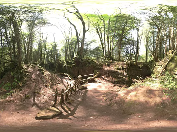 Wild Forest Daytime HDR texture (ID:ffabg34351)