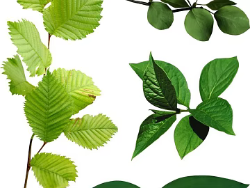 leaves texture (ID:ffajh316477)