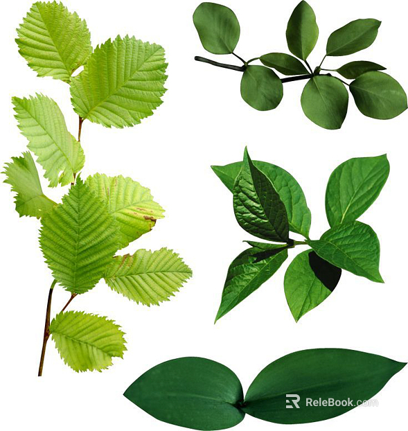 leaves texture