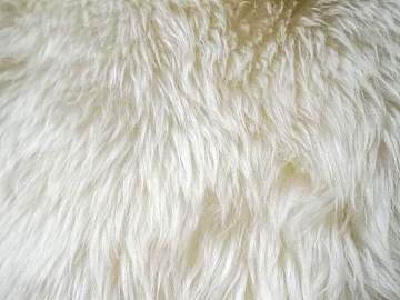 Animal Blanket texture (ID:ffacg37326)