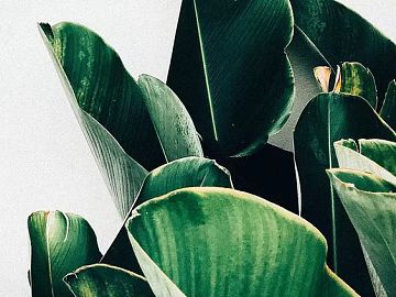 Plant painting texture (ID:ffaeg68566)