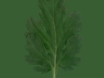 Green herb leaf decoration material texture (ID:ffaeh900076)