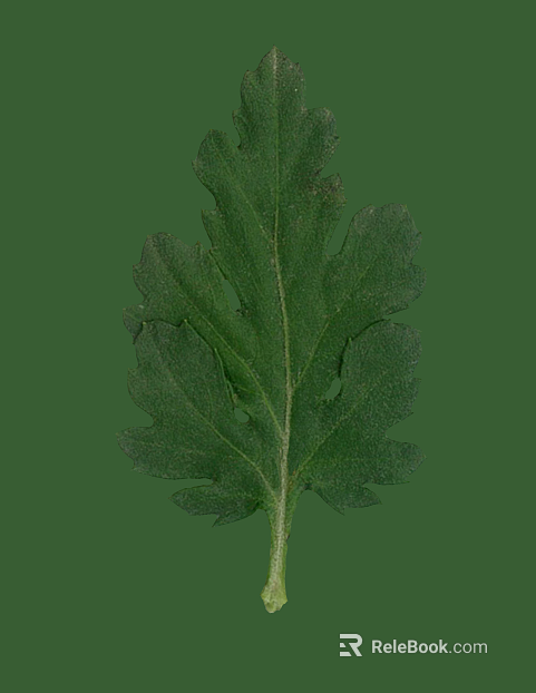 Green herb leaf decoration material texture