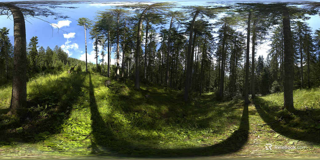 Outdoor Forest Sunny Day HDR texture