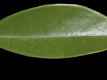 leaves 3d model