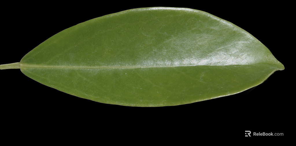 leaves texture
