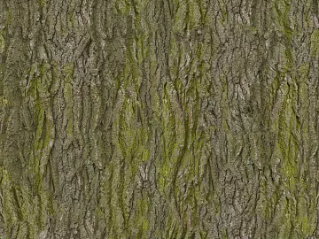 bark texture (ID:ffacg34794)