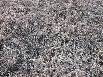 Plants texture (ID:ffabg59583)