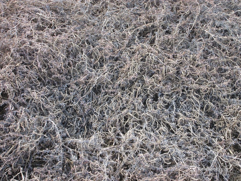 Plants texture