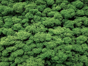 moss texture (ID:ffabg08471)