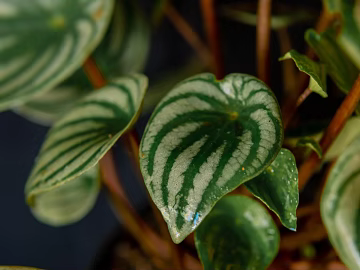 leaves texture (ID:ffagg80895)