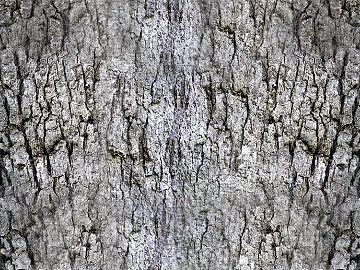 bark trunk texture (ID:ffagg84299)