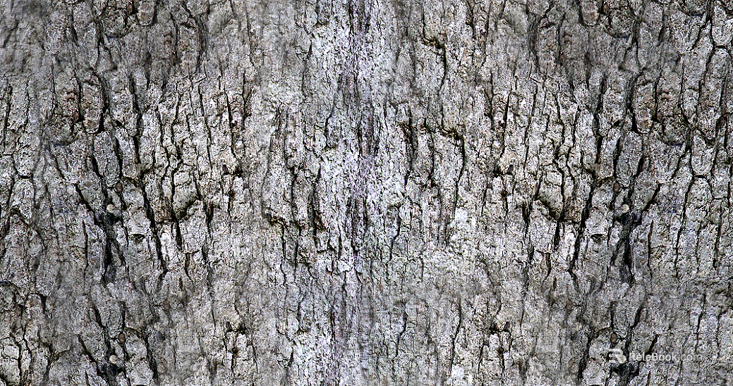 bark trunk texture